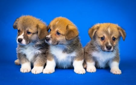 Pembroke Welsh Corgi Puppies - dogs, pembroke, animals, puppies