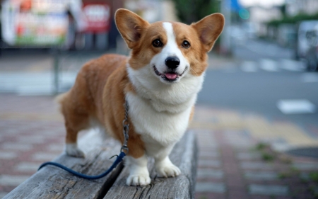 Pembroke Welsh Corgi - animal, pembroke, welsh corgi, dog