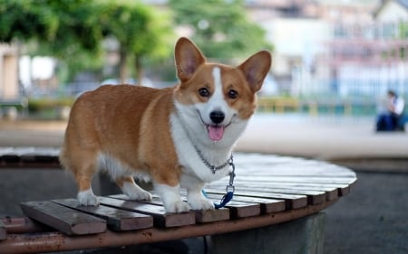 Pembroke Welsh Corgi - animal, pembroke, welsh corgi, dog