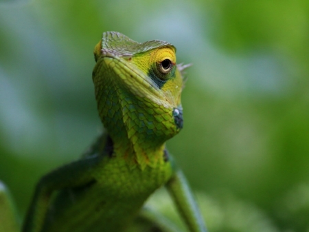 GREEN LIZARD - ANIMAL, LIZARD, IMAGE, GREEN