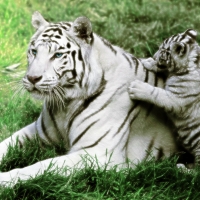 Majestic Mother & Cub