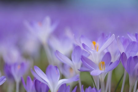 Crocuses - crocus, blue, flower, spring