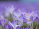 Crocuses