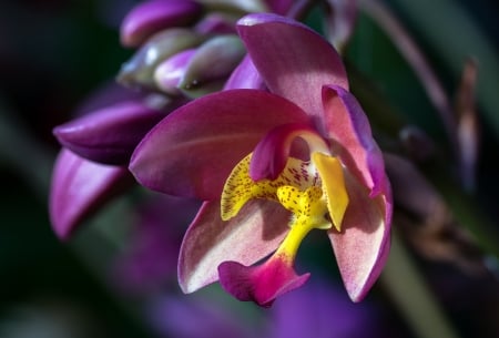 Orchid - flower, purple, pink, orchid, yellow