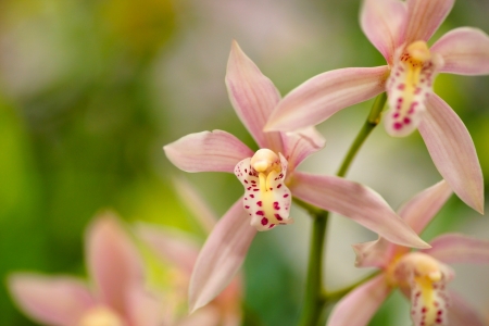 Orchids - orchid, flower, cimbidium, pink