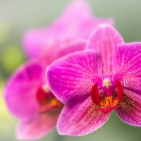 Pink orchids