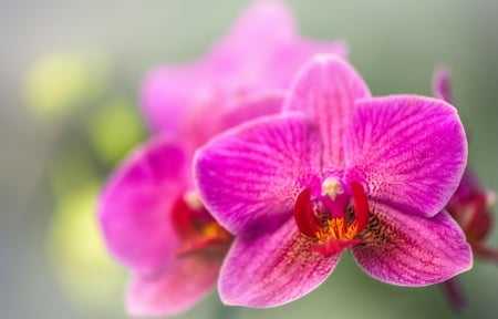 Pink orchids - orchid, flower, pink, exotic