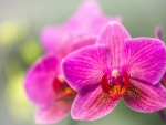 Pink orchids