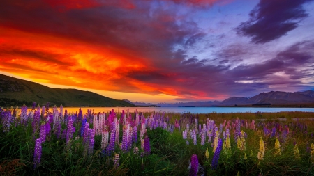 Good and Evil - wildflowers, sunset, beautiful, lake, lupin