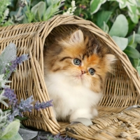 Kitty in basket