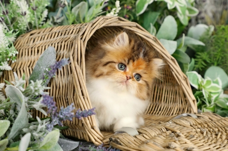 Kitty in basket - flowers, basket, kitten, cute, adorable, sweet, kitty