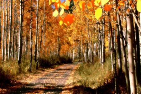 Autumn Stroll - Trees, Beauty, Autumn, Leaves, Nature, Fall