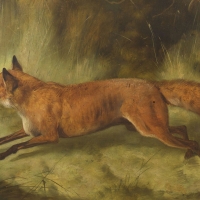 Wild Fox