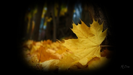 Fall Collage Golden Leaves - fall, autumn, collage, forest, maple, gold leaves, woods, leaves