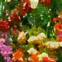 Colourful Flowers