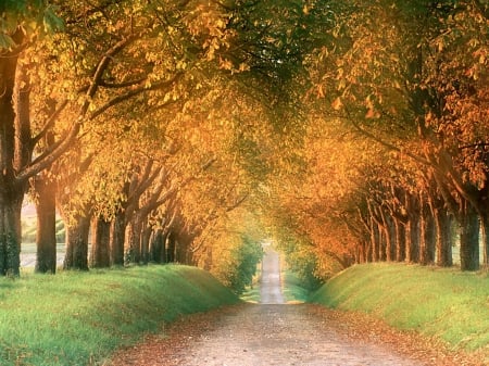 Autumn - nature, fence, trees, road