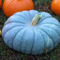 Blue Pumpkin