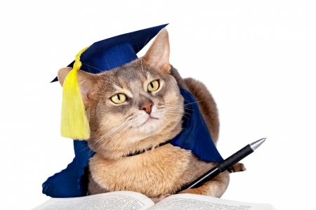 :-) - sschool, cat, hat, school, pisici, funny