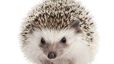 White hedgehog - white, animal, cute, arici, hedgehog