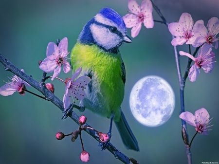 Little Bird - flowers, moon, bird, branch