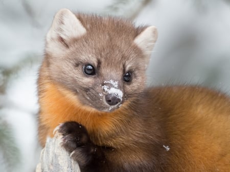 Ermine - animal, winter, ermine, hermelina