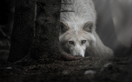 Wolf - white, wolf, animal, lup, tree