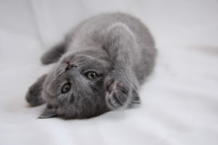 Kitten - grey, kitten, paw, cute, pisici, cat