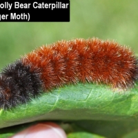 Banded Wooly Bear Caterpillar