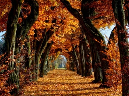 Falling autumn - Trees, Forest, Autumn, Road