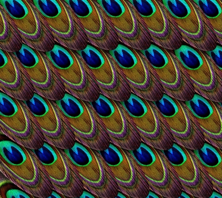 Texture - peacock, blue, green, brown, feather, texture, pink