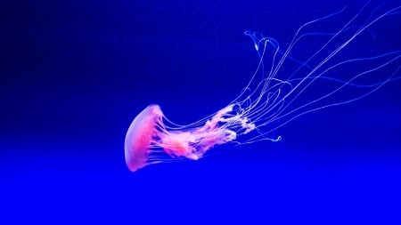 Jellyfish - jellyfish, water, blue, sea, pink, brett jordan