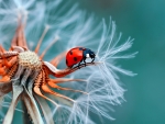 Ladybug