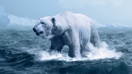 Polar bear - white, animal, water, blue, polar bear, thomas skirde