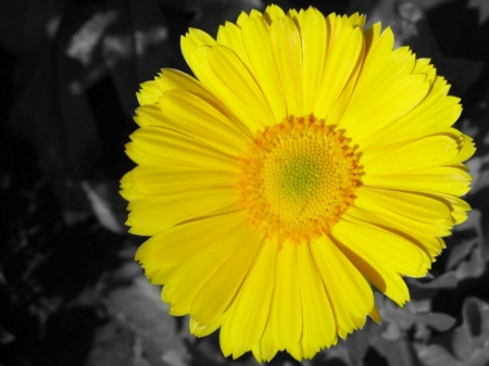 YELLOW GERBERA - image, flower, yellow, gerbera