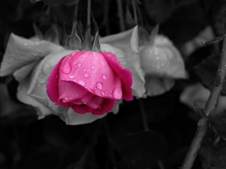 PINK ROSE - image, abstract, rose, flower