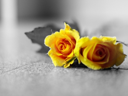 YELLOW ROSES - image, abstract, yellow, roses