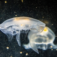 Jellyfish