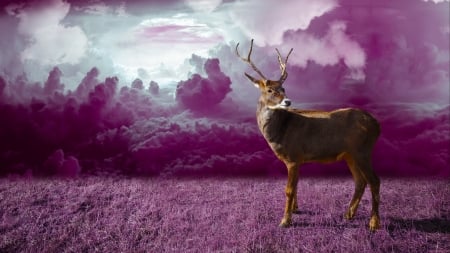 Deer - fantasy, pink, cerb, caprioara, deer, horns