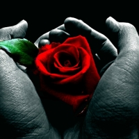 BEAUTIFUL ROSE