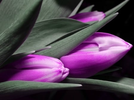 PURPLE TULIPS - PURPLE, TULIPS, IMAGE, PRETTY