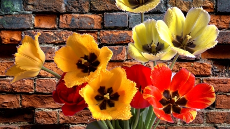 Tulips - lalele, brick, yellow, red, orange, tulip, flower, spring