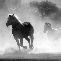 Dusty Horses