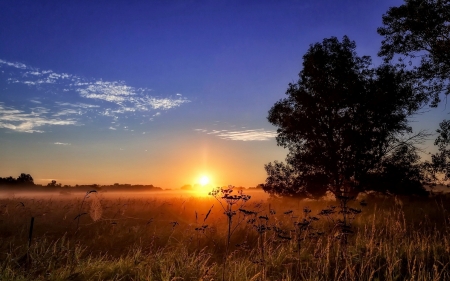 Sunset Splendor - sky, landscape, clouds, sun, tree