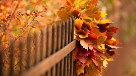 Autumn - fall, colors, fence, leaves