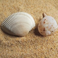 Shells And Sand