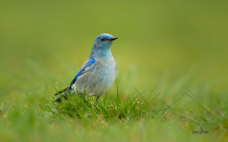 mountain_bluebird - field, pretty, bird, blue