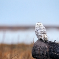 snowy_owl