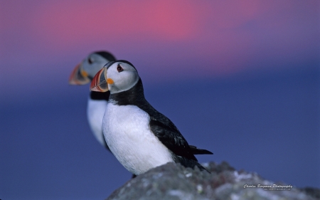 Puffin - Puffin, bird, pair, sunset