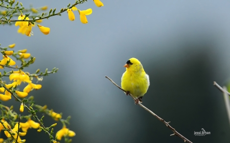 Goldfinch - yellow, branch, flowers, btrd, finch