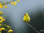 Goldfinch